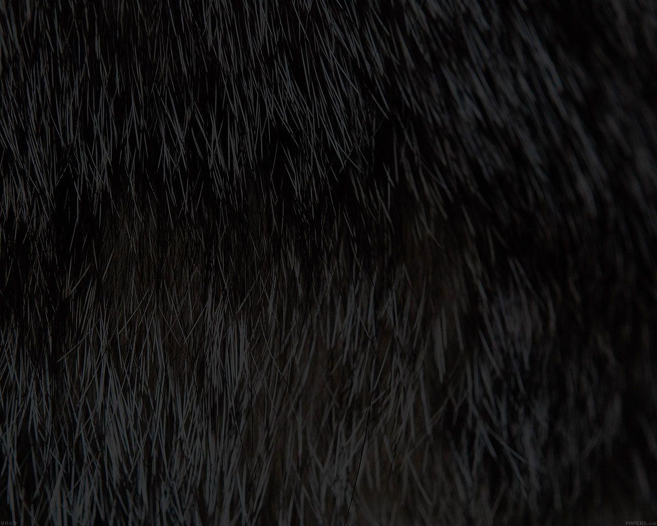 1280x1024 Wallpaper Cat Fur Rawrdis Black .