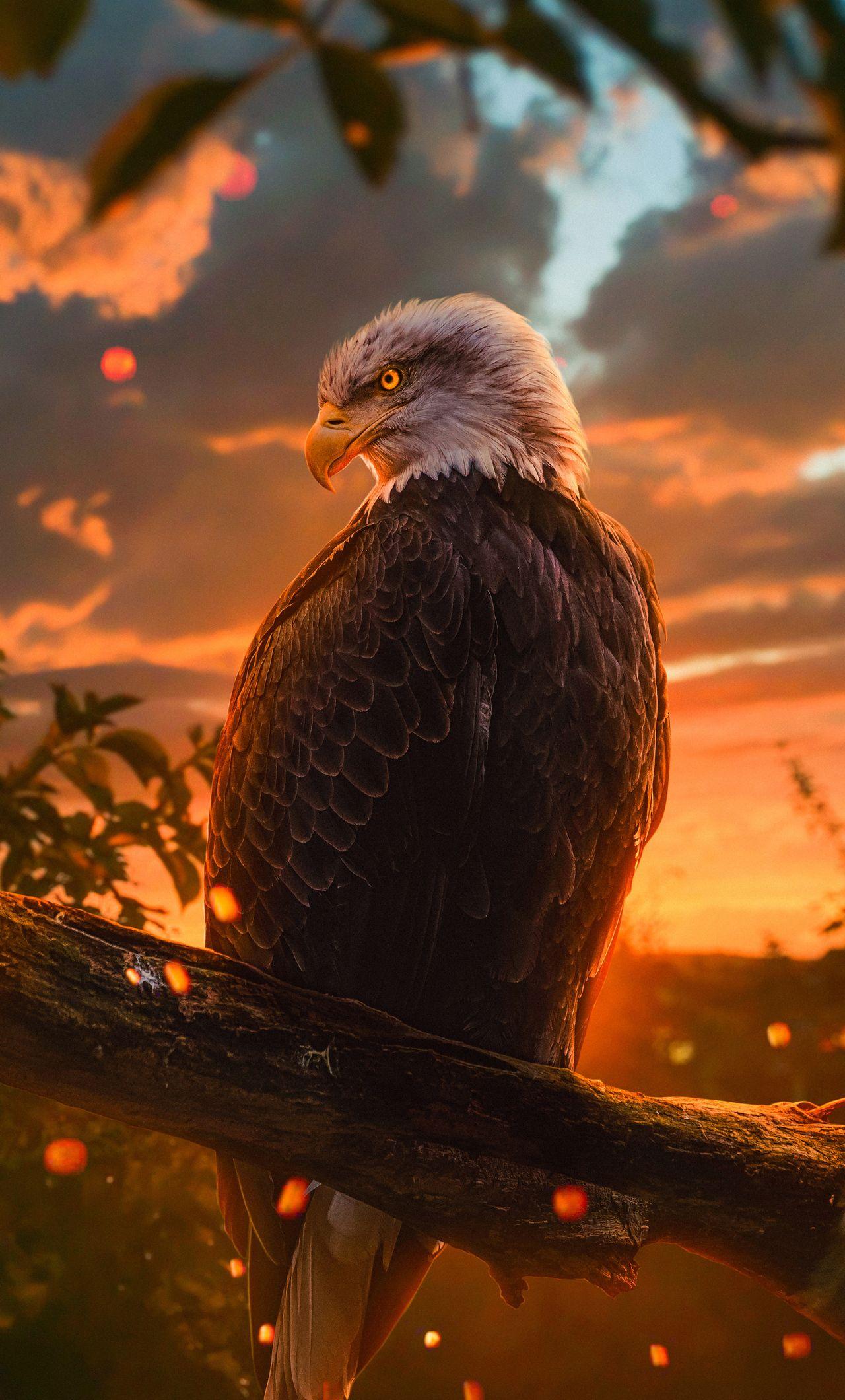 Featured image of post Eagle Wallpaper 4K For Mobile