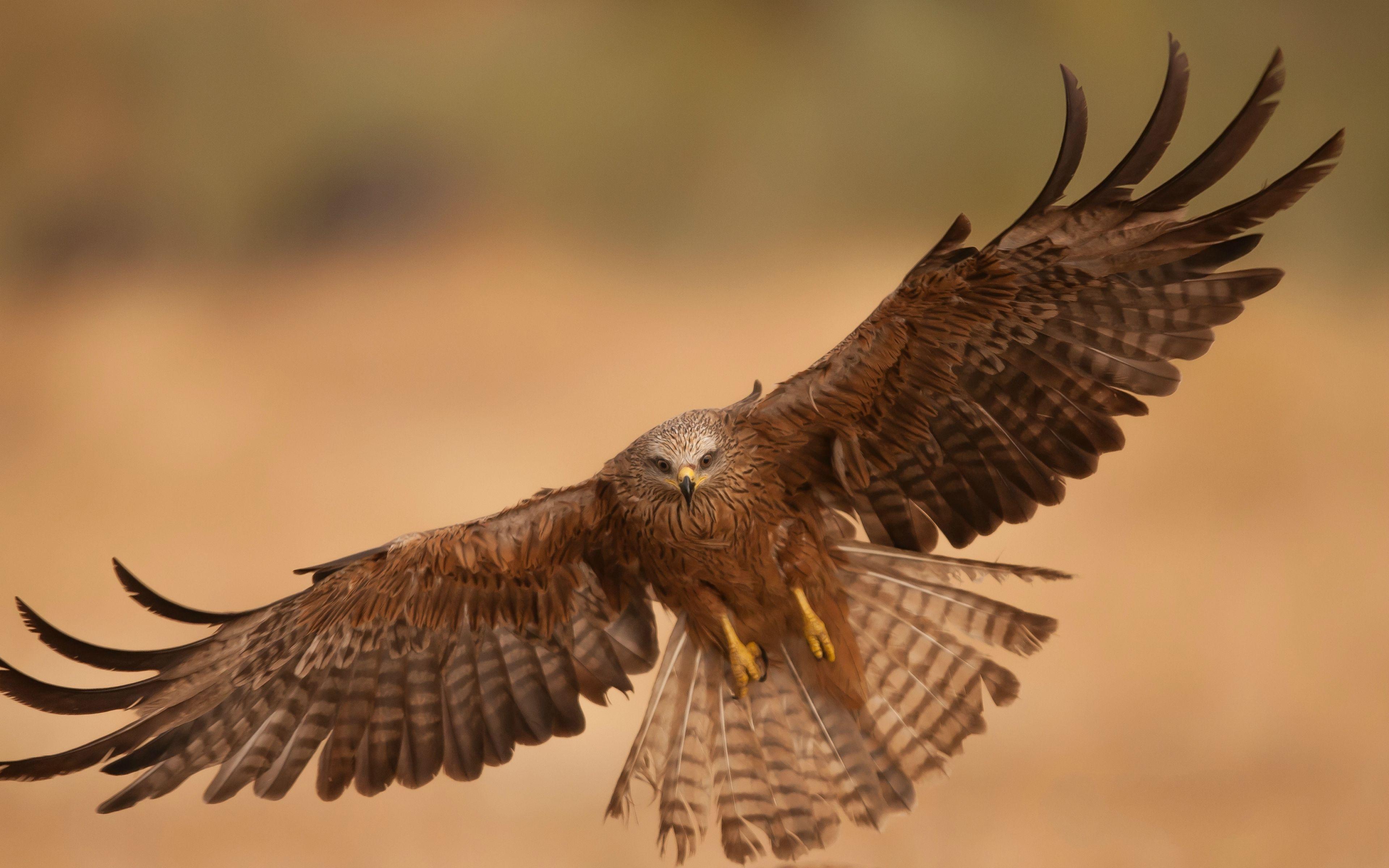 3840x2400 4k Ultra HD Eagle Bird Wallpaper