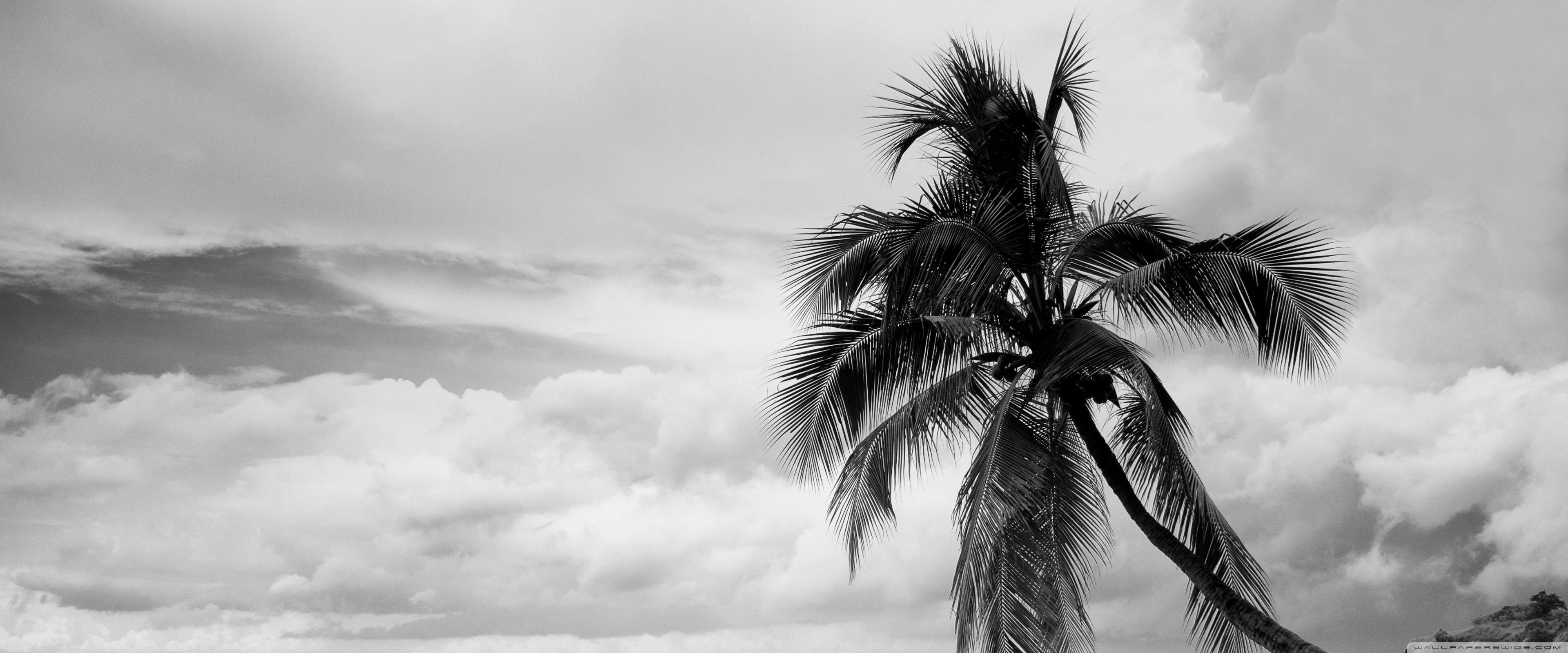3840x1600 Coconut Tree Black and White Ultra HD Desktop Background Wallpaper for 4K UHD TV : Widescreen & UltraWide Desktop & Laptop : Tablet