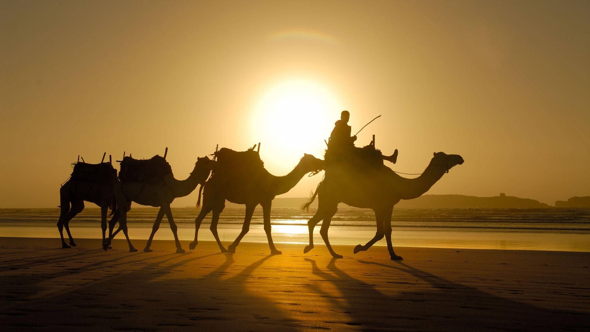1920x1080 Camel Wallpaper. Camel Wallpaper, Desert