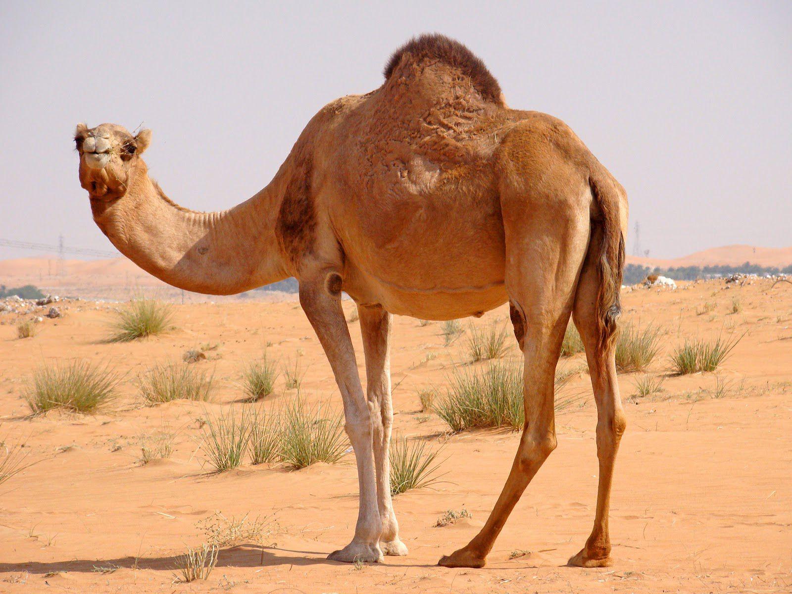1600x1200 Camel HD Desktop Wallpaper. Camel Picture, Image. Cool