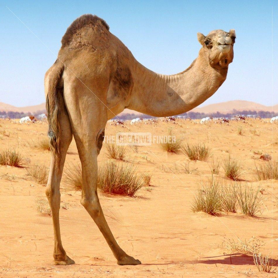 Camel HD Desktop Wallpapers - Top Free Camel HD Desktop Backgrounds ...