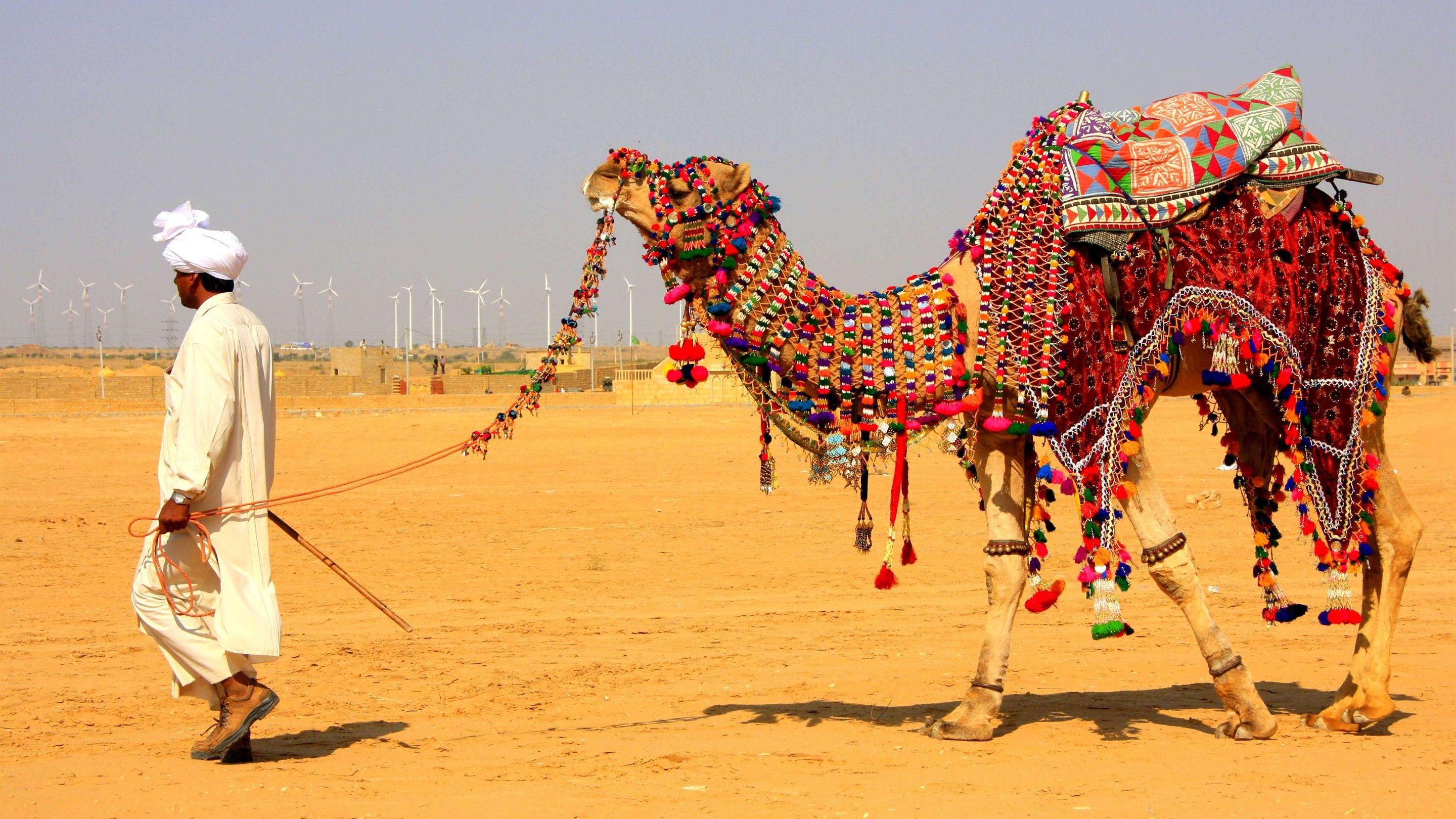 Camel HD Desktop Wallpapers - Top Free Camel HD Desktop Backgrounds