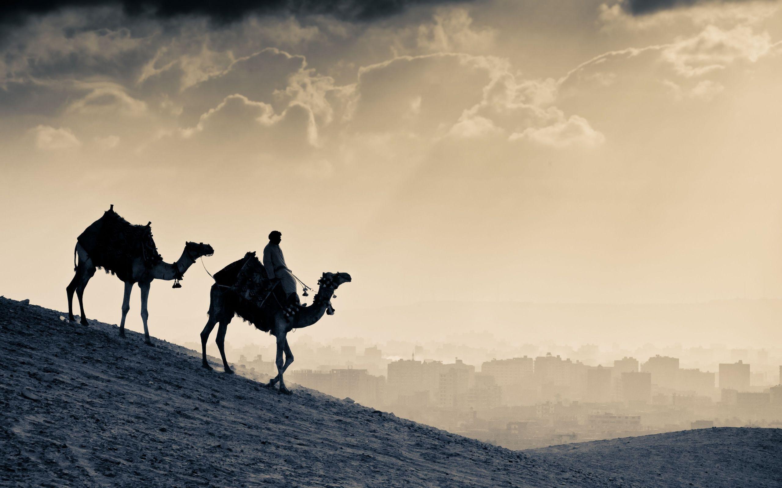 2560x1600 Arab People Camels Wallpaper, HD World Wallpaper, 4k Wallpaper, Image, Background, Photos and Picture