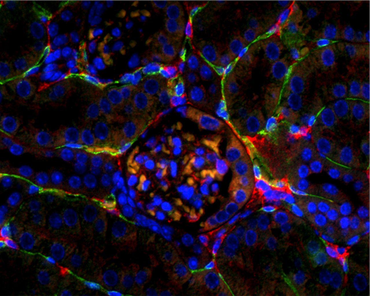 1280x1024 Cell Biology Wallpaper