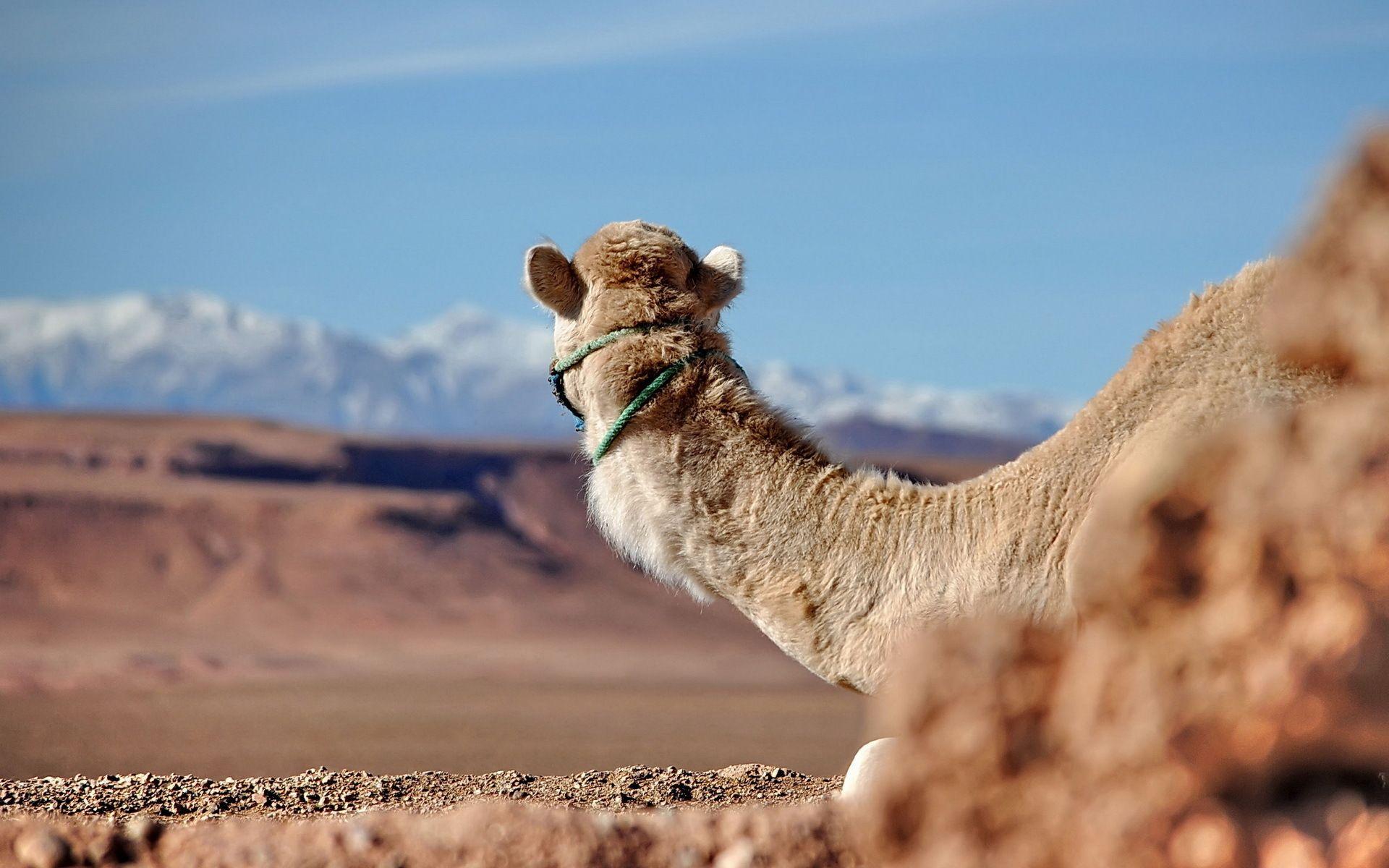 1920x1200 Camel HD Wallpaper