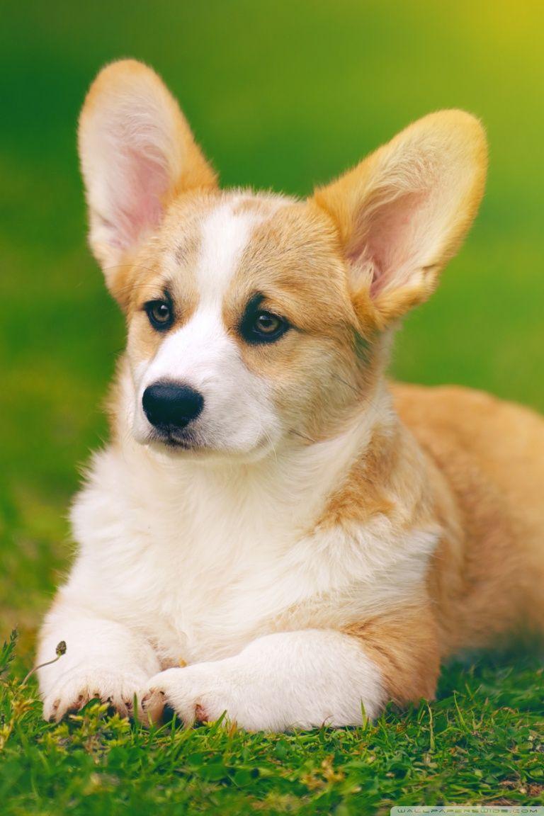 768x1152 Pembroke Welsh Corgi Dog Ultra HD Desktop Background Wallpaper