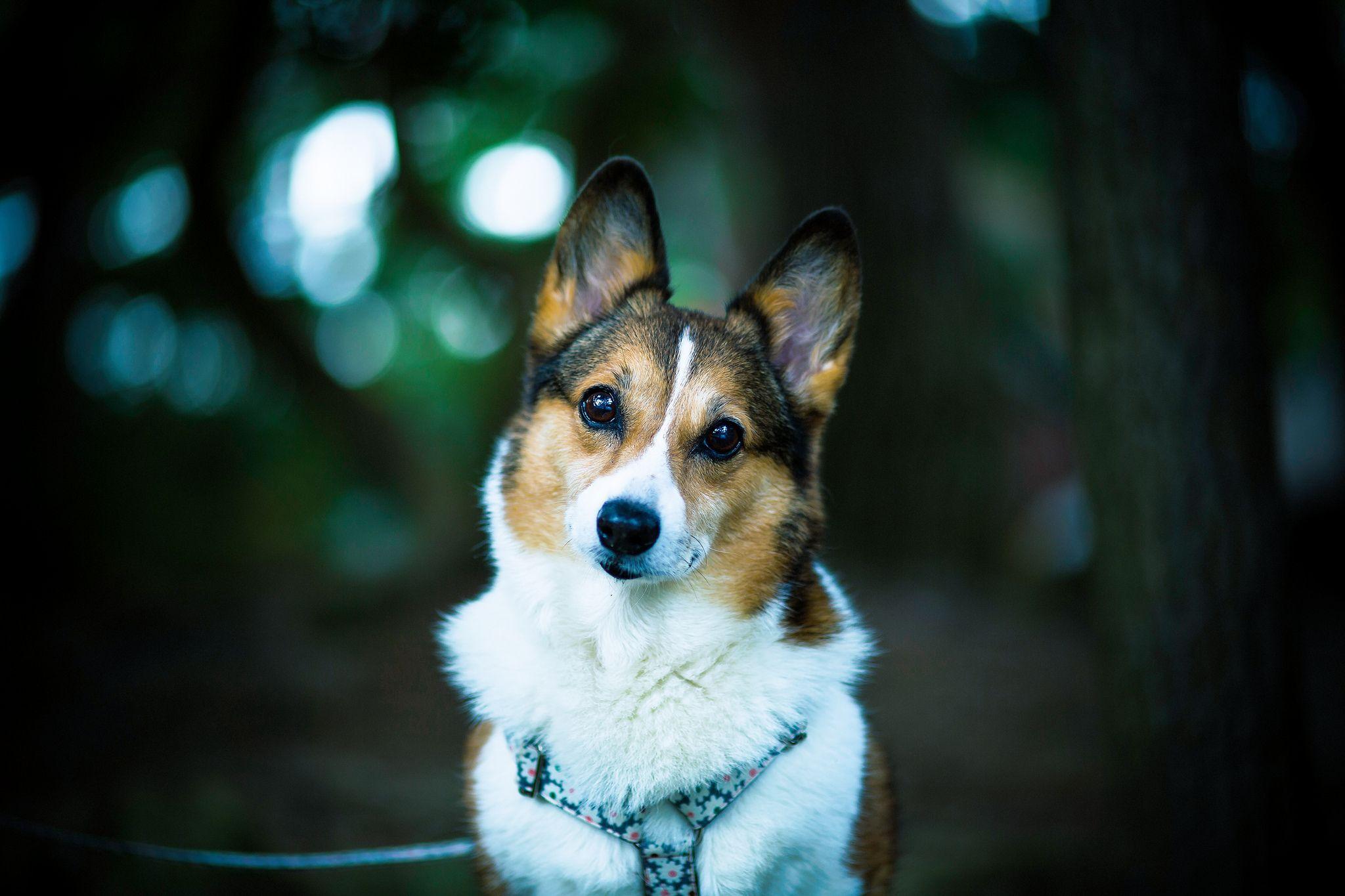 2048x1365 Corgi HD Wallpaper and Background Image