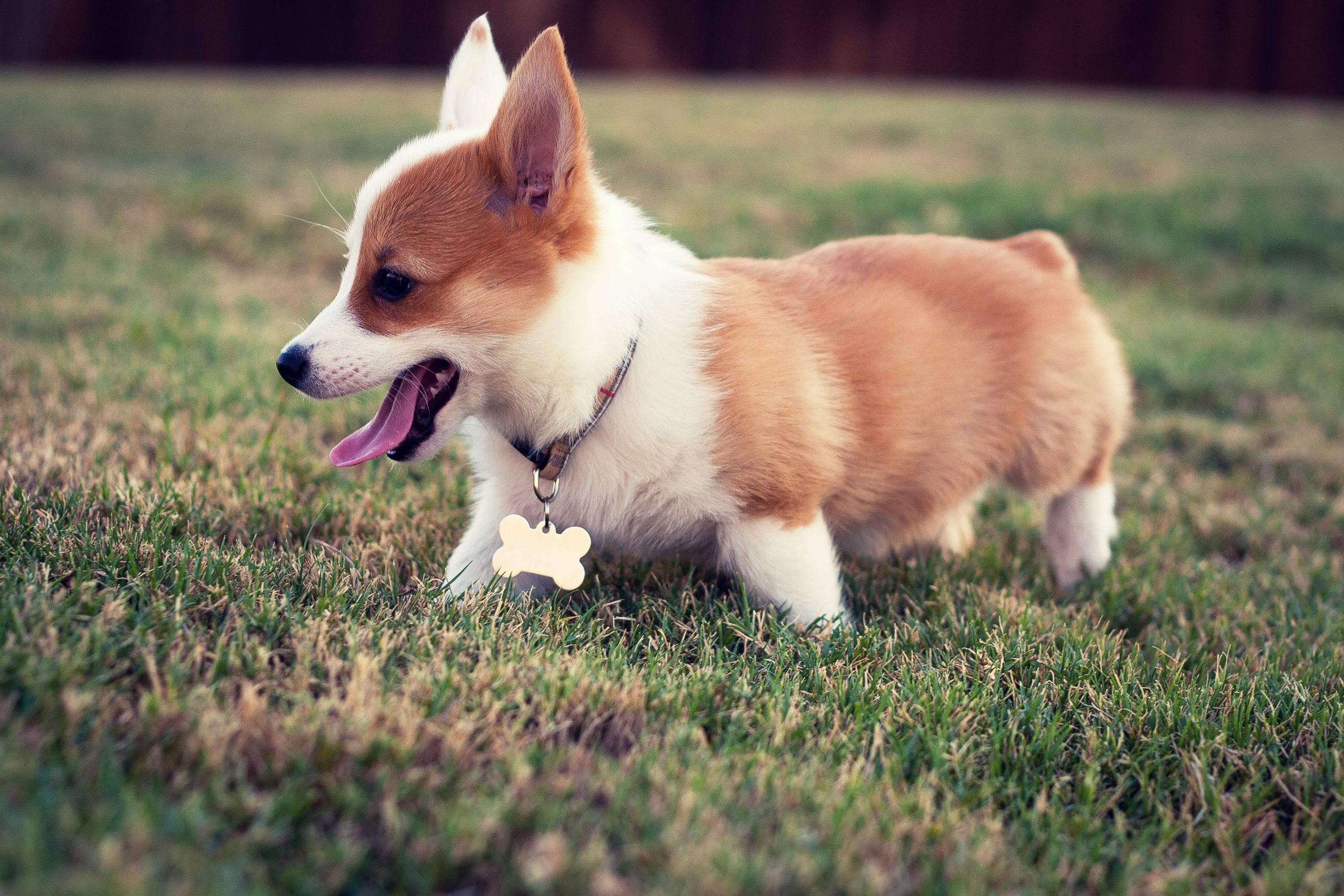 2488x1659 Free download Welsh Corgi Cute Puppies Dog Wallpaper Dog Breeds