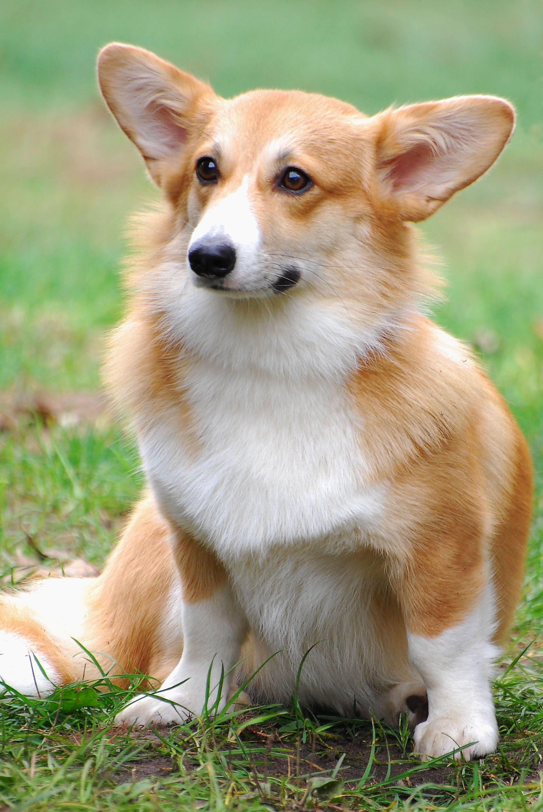 1814x2710 Cute Welsh Corgi Pembroke dog photo and wallpaper. Beautiful Cute