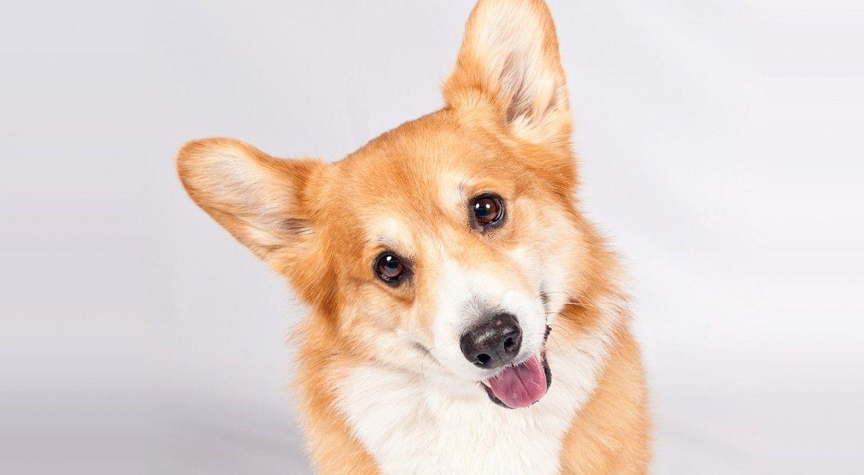 1216x669 Corgi wallpaper, Animal, HQ Corgi pictureK Wallpaper 2019
