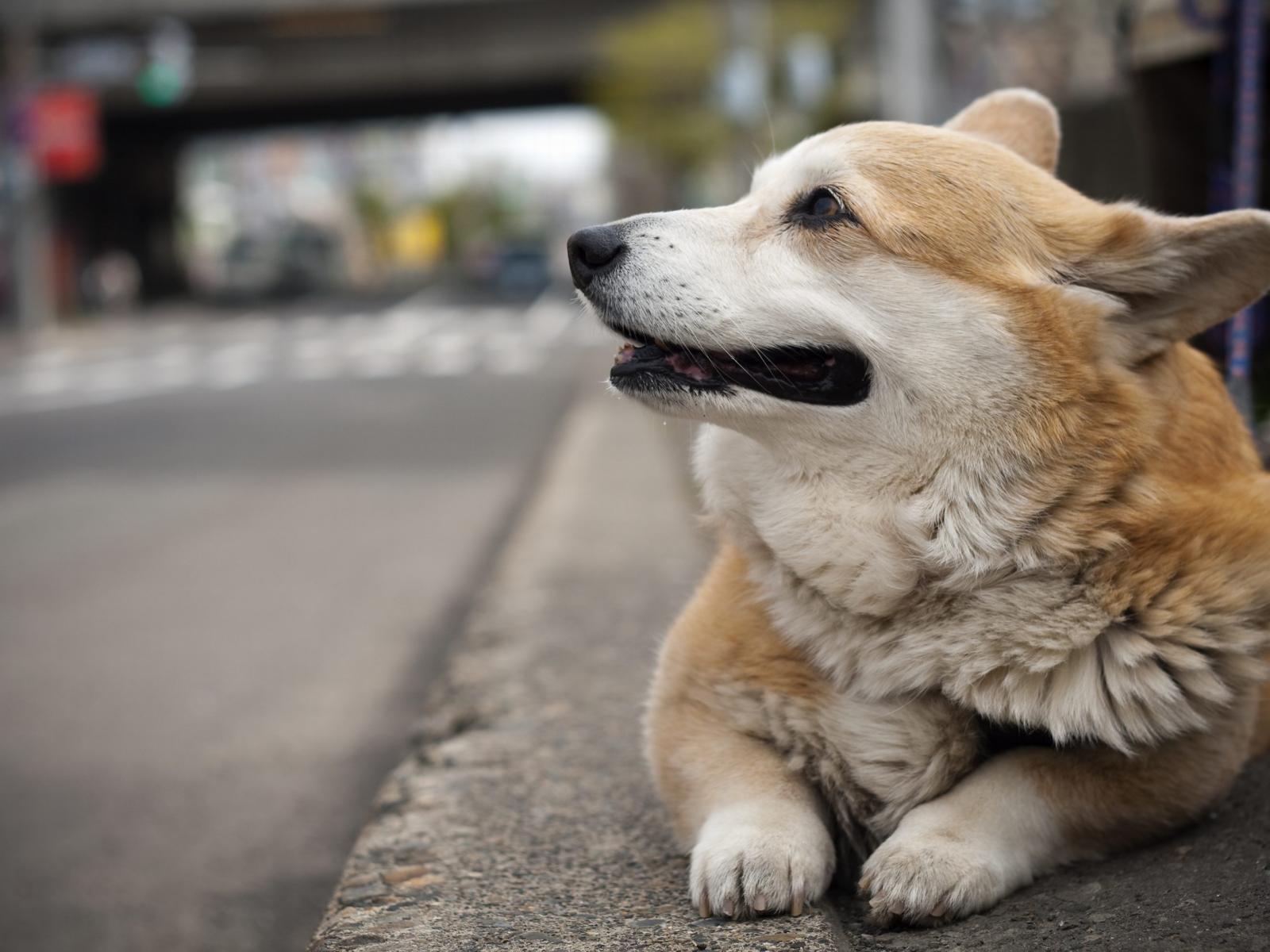 1600x1200 Welsh Corgi Pembroke on the street photo and wallpaper. Beautiful