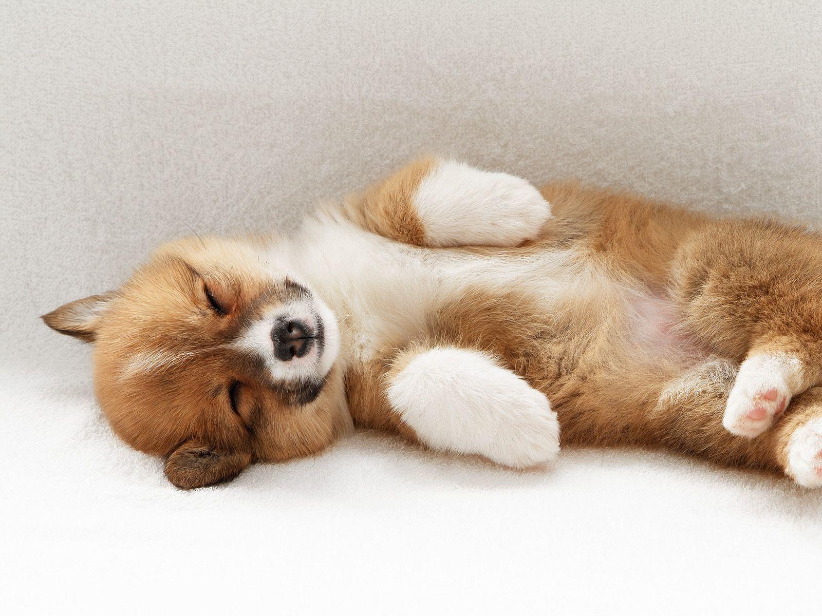 1600x1200 Pembroke Welsh Corgi Dog free HD wallpaper for desktop