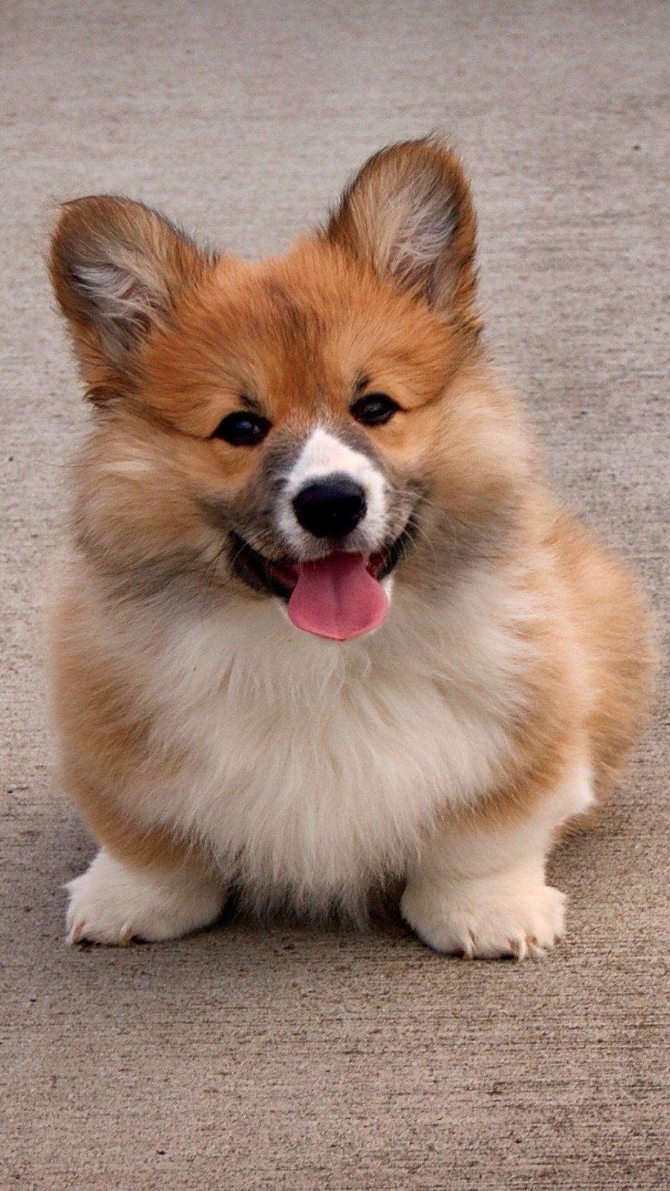 938x1668 Download wallpaper 938x1668 welsh corgi, puppy, dog, cute iphone 8