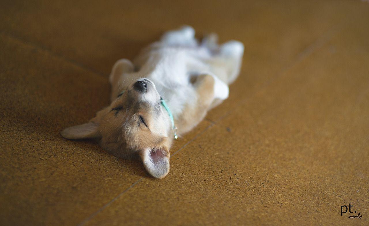 1280x785 Cute puppy sleep corgi family dogs free .