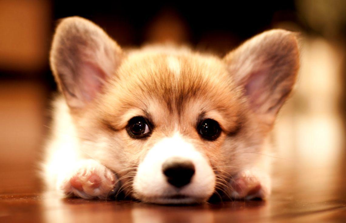 1140x736 Cute Corgi Puppy Wallpaper
