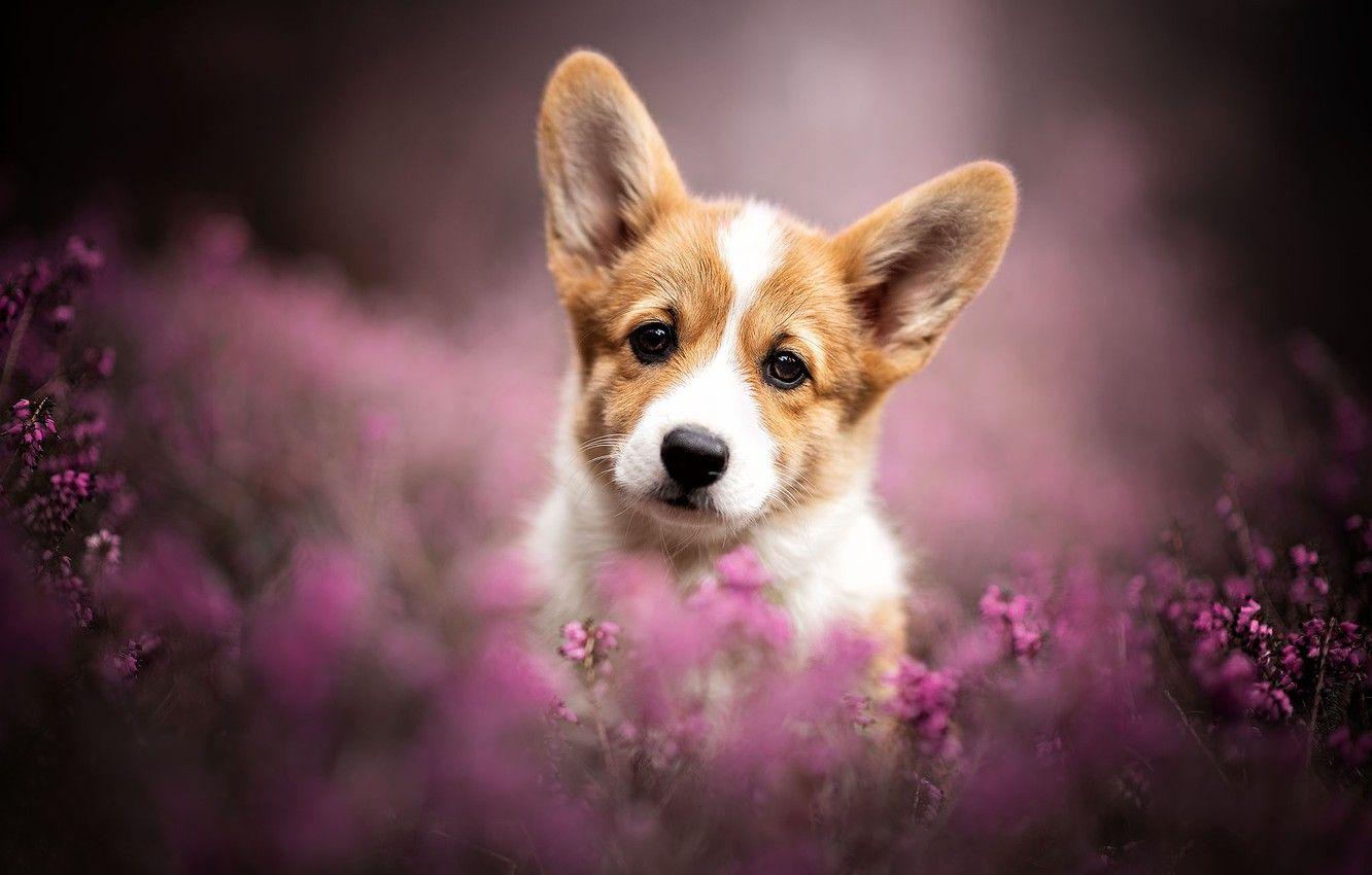 Corgi Dog Wallpapers - Top Free Corgi Dog Backgrounds - WallpaperAccess