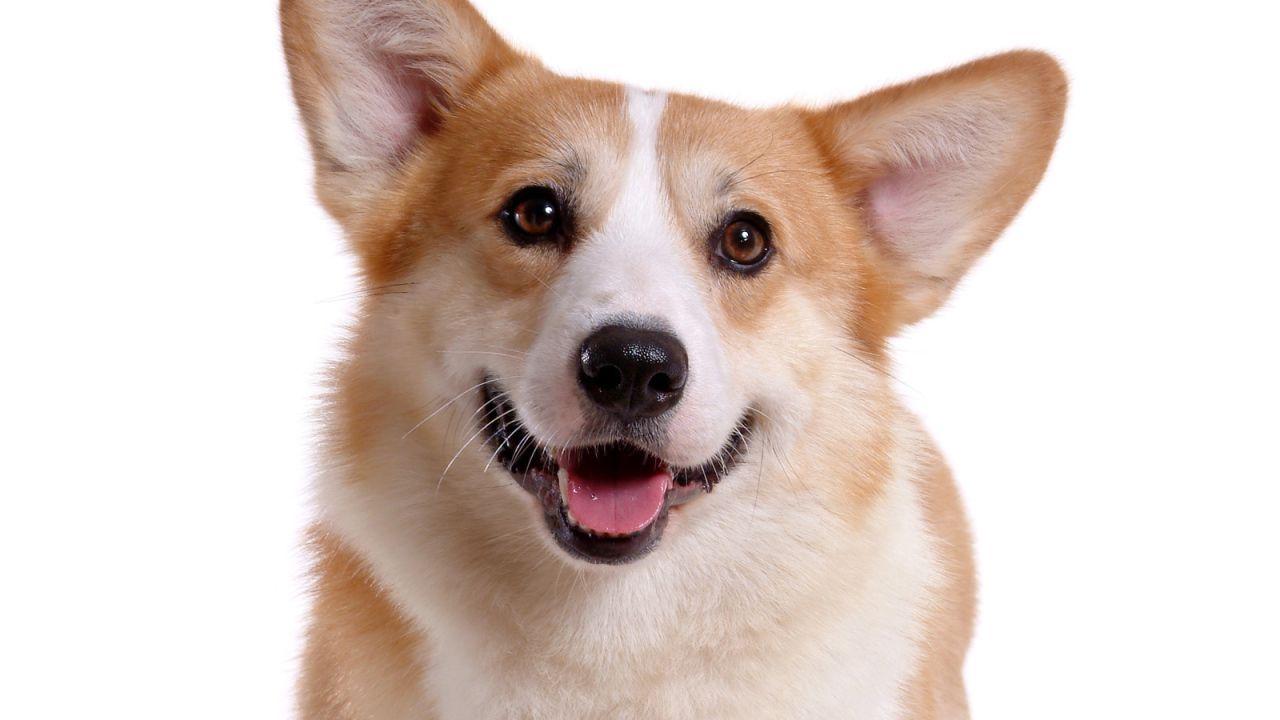 Corgi Dog Wallpapers - Top Free Corgi Dog Backgrounds - WallpaperAccess