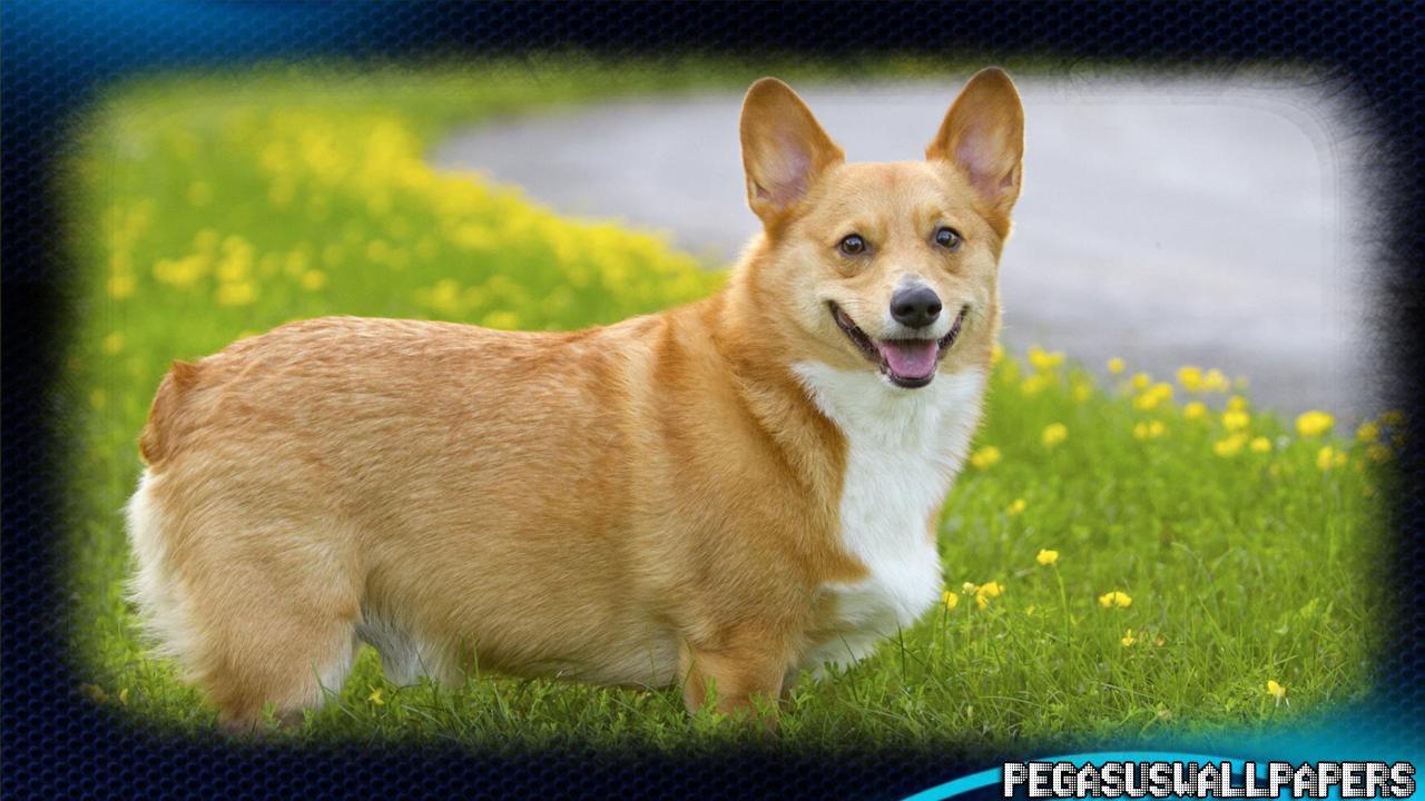 1280x720 Corgi Wallpaper for Android