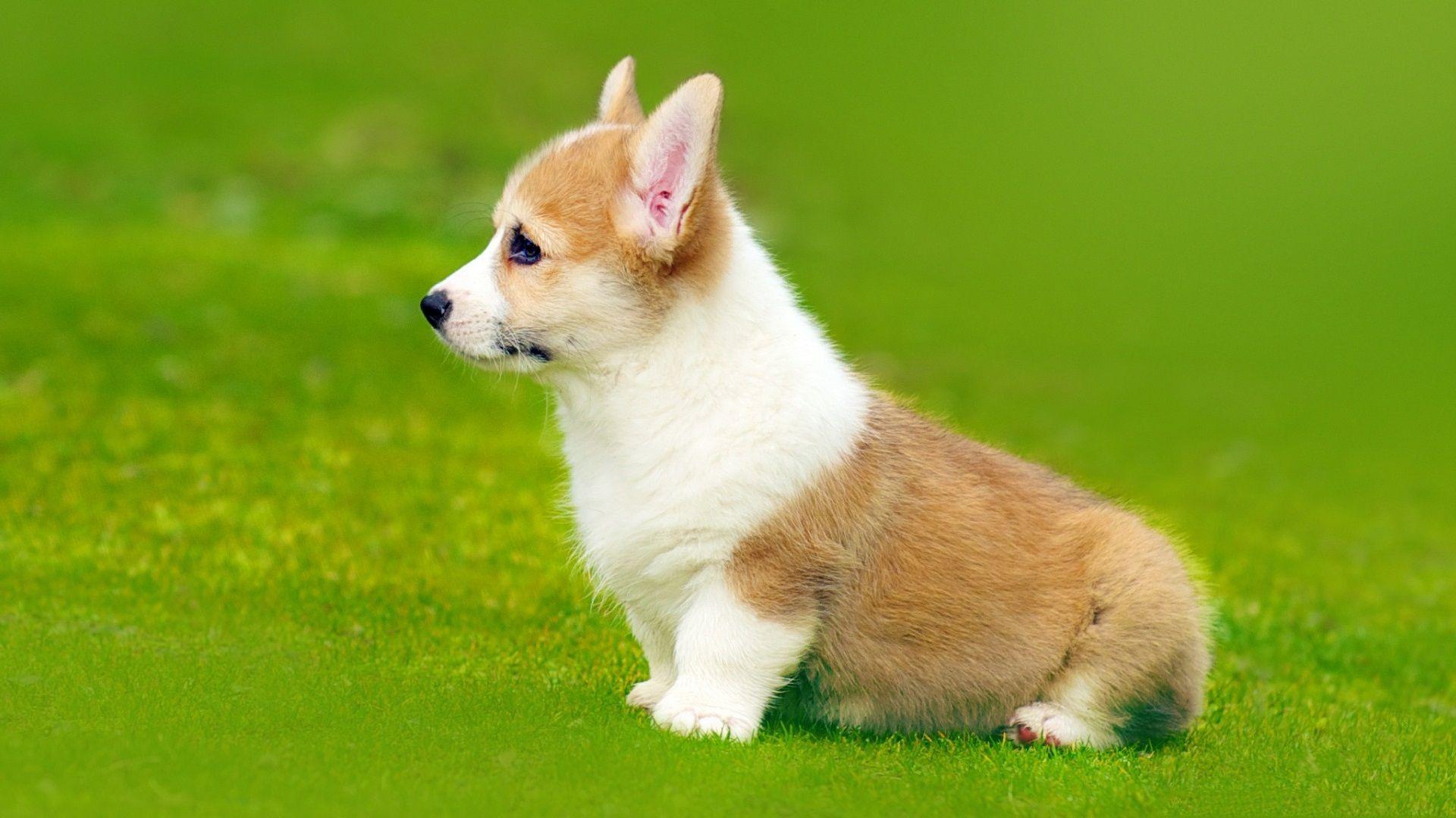 1920x1080 Wallpaper Welsh Corgi side view, puppy, grass 1920x1080 Full HD 2K Picture, Image