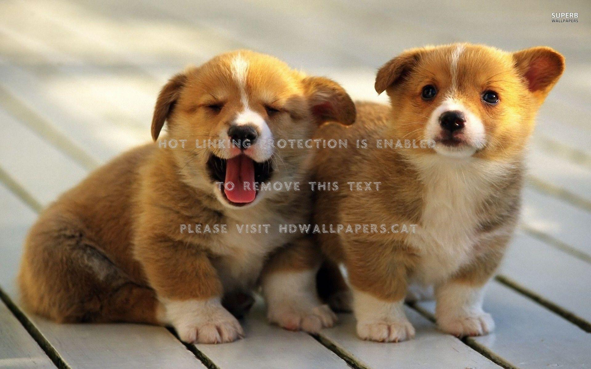 1920x1200 adorable welsh corgi puppies cute precious