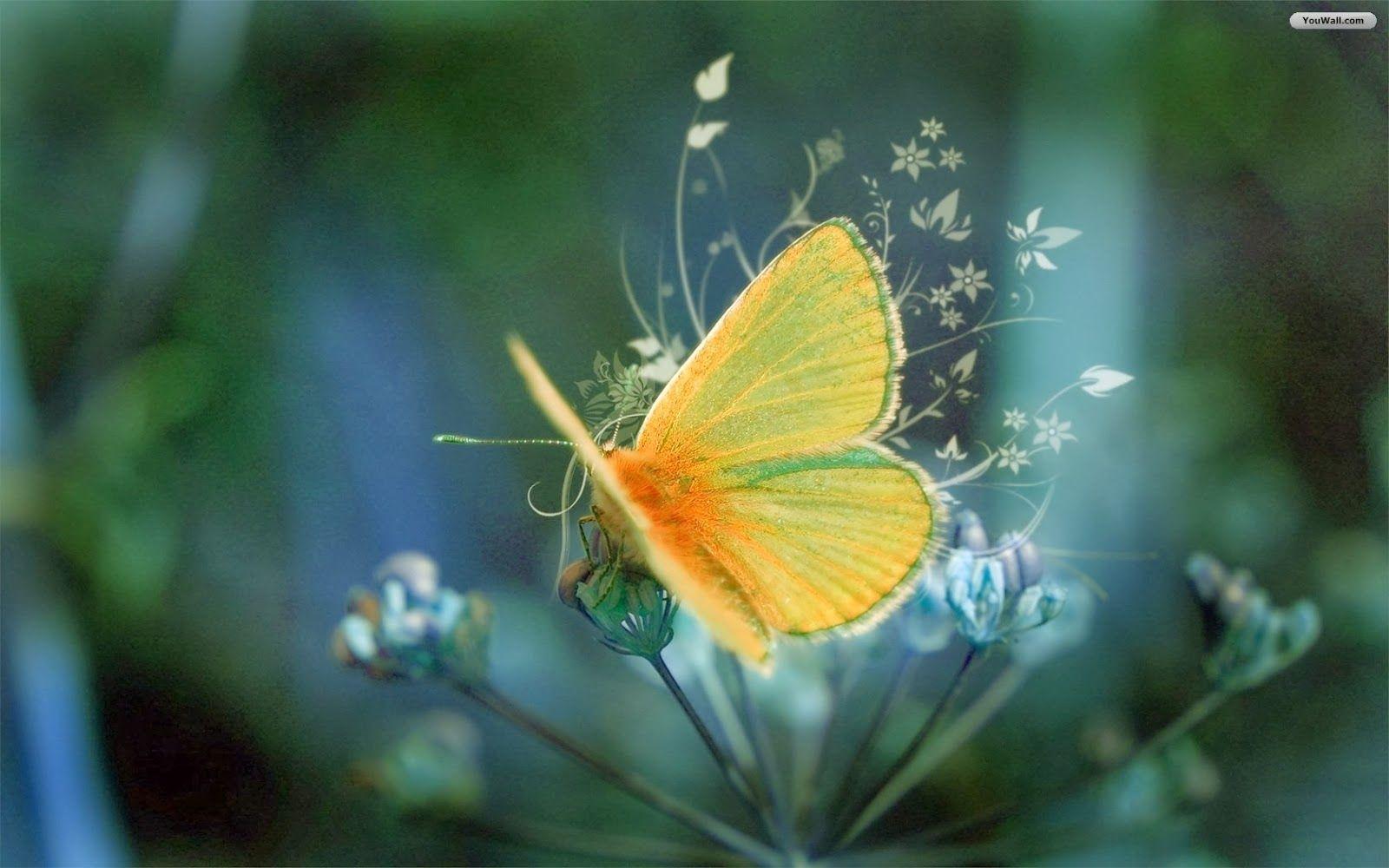 1600x1000 HD Butterflies: Yellow Butterfly Wallpaper HD