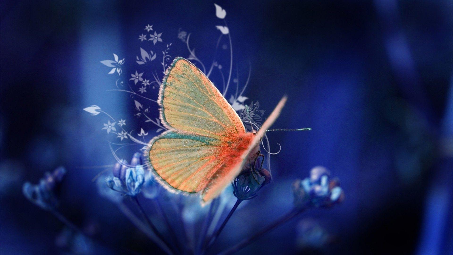 1920x1080 Cool Butterfly Facts For Kids With Picture. Blue butterfly