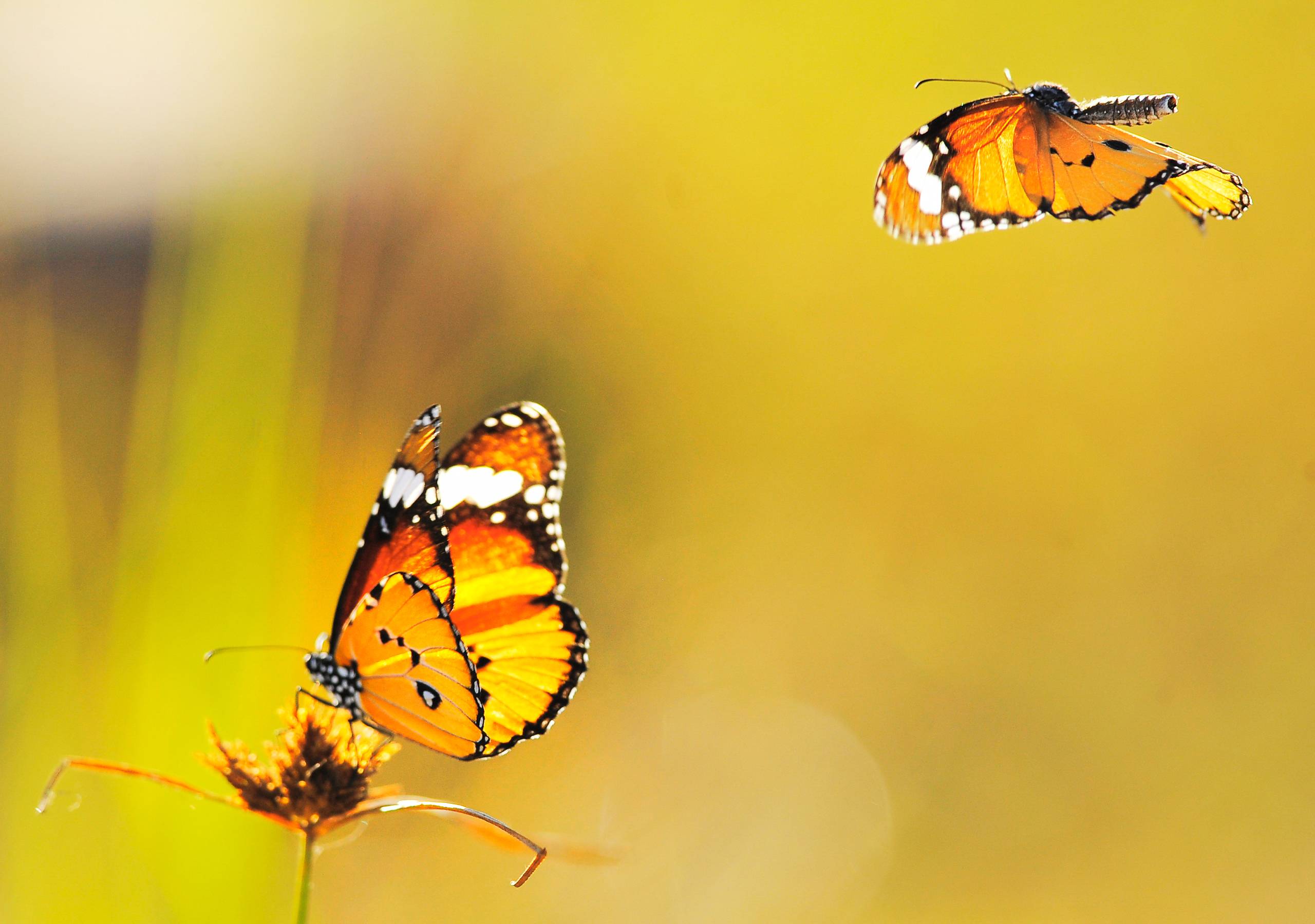 132103 Yellow Butterfly Stock Photos  Free  RoyaltyFree Stock Photos  from Dreamstime