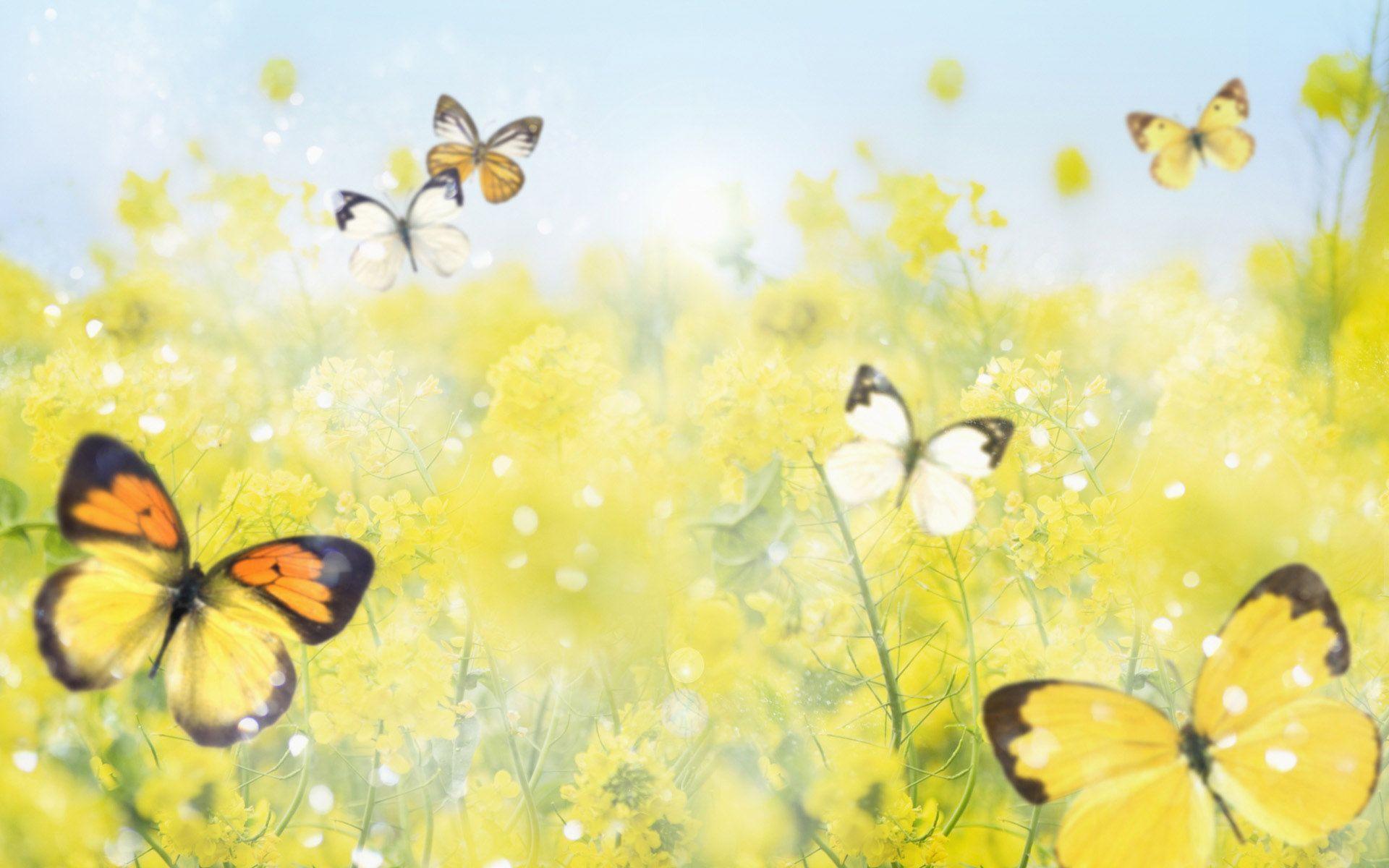 1920x1200 Butterflies Background