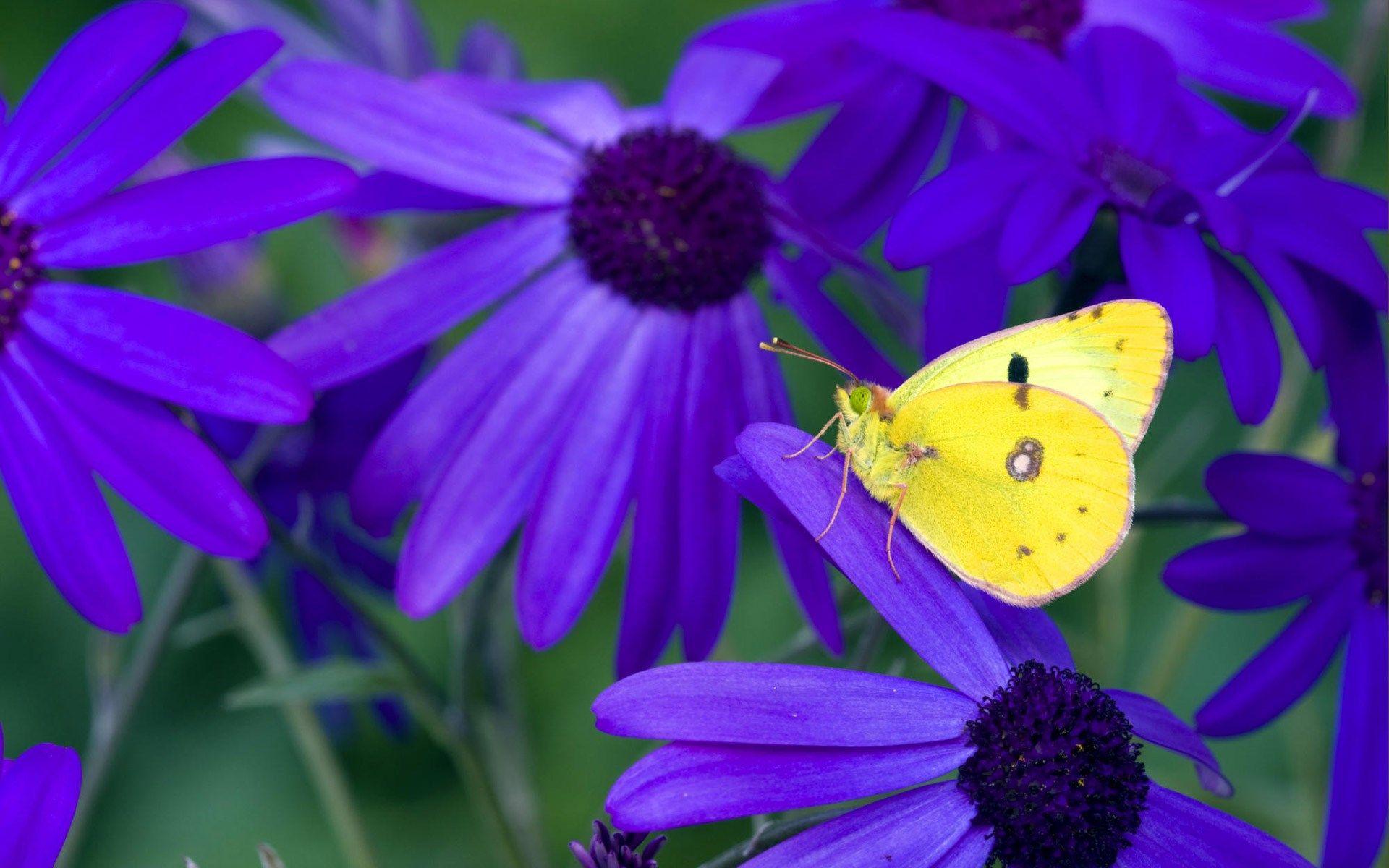 Yellow Flowers and Butterflies Wallpapers - Top Free Yellow Flowers and