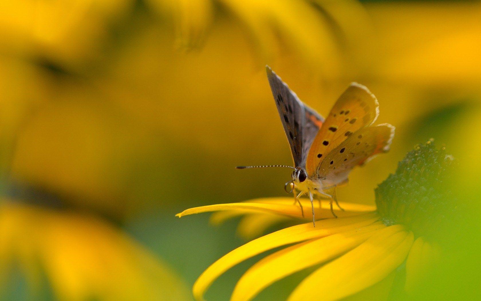 1680x1050 COLORFUL BUTTERFLY WALLPAPERS FREE TO DOWNLOAD