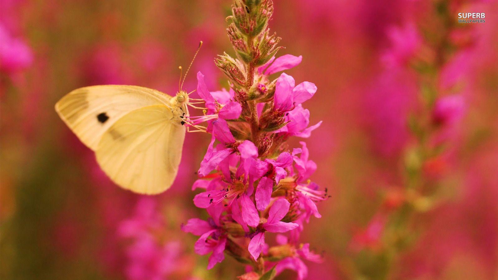 1600x900 Yellow Butterfly