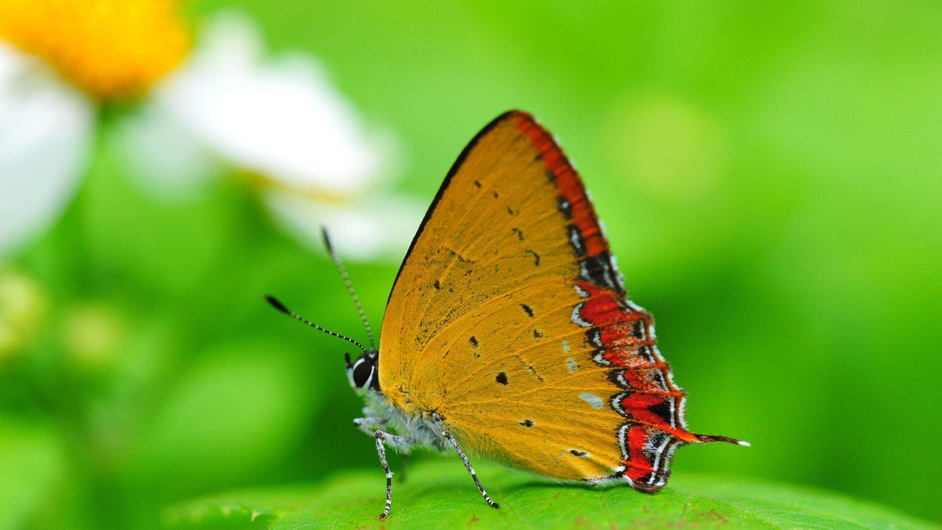 1920x1080 Yellow Butterfly