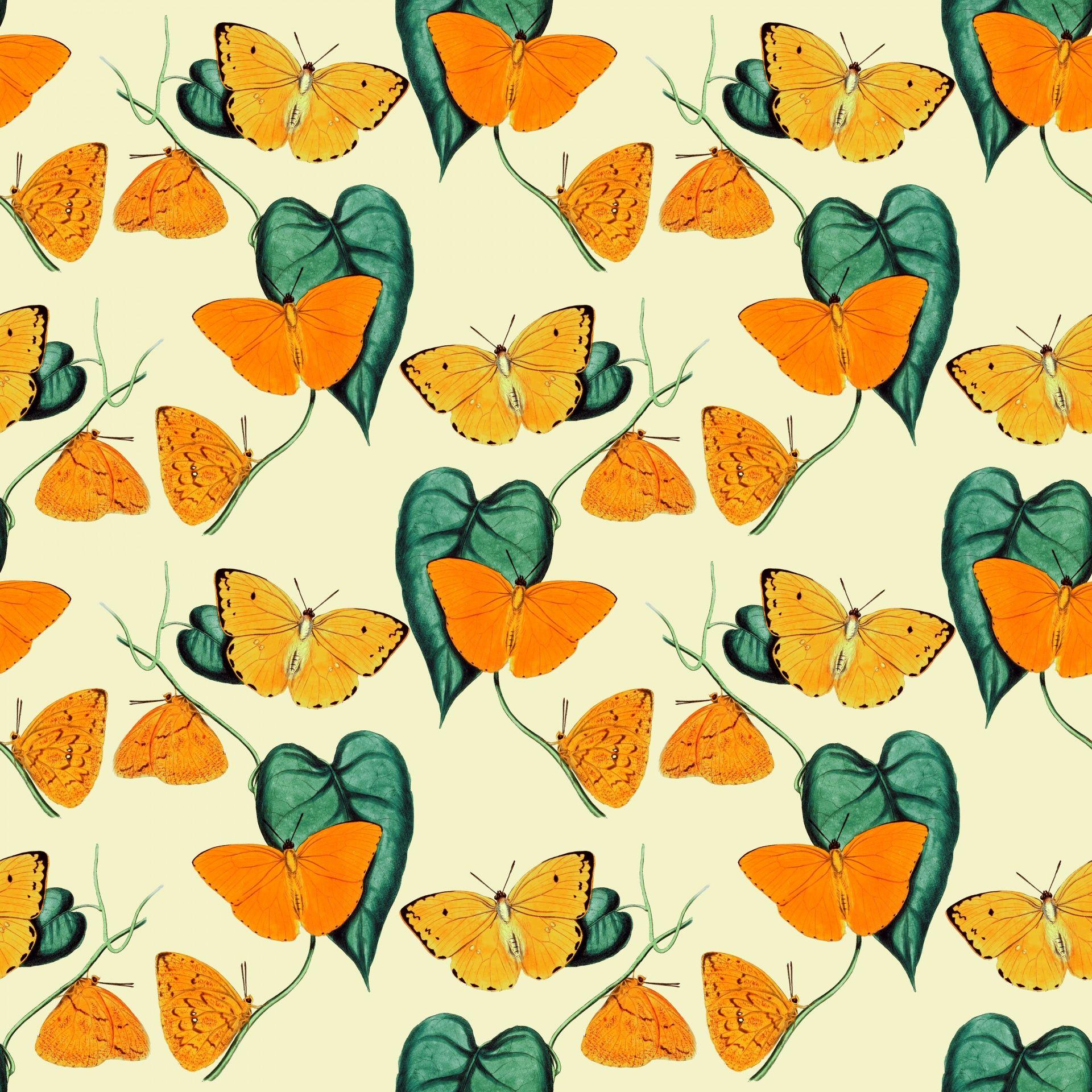 1920x1920 Butterfly Wallpaper Background Free Domain