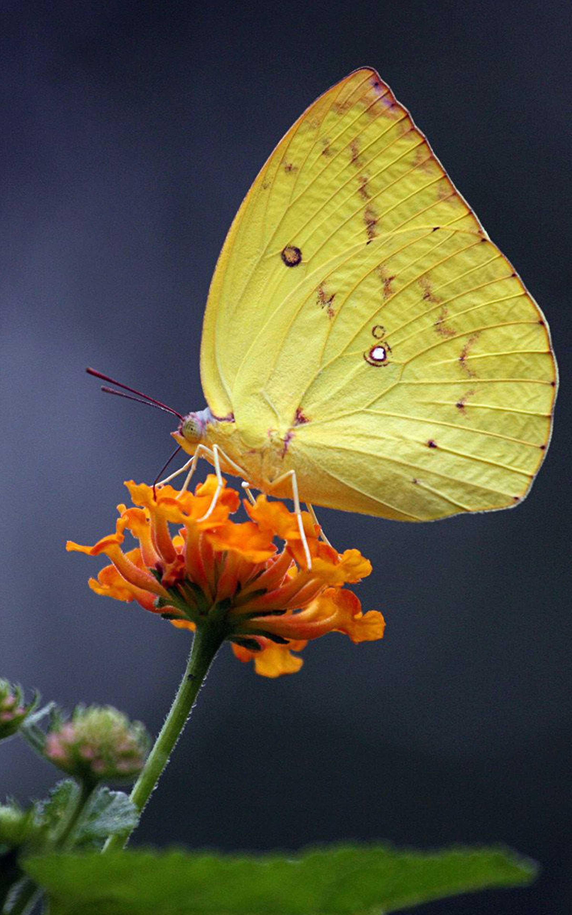 2400x3840 Butterfly Wallpaper HD Butterfly Wallpaper for Android