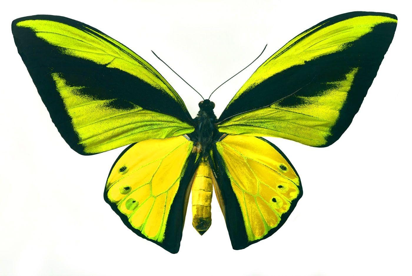 1400x938 Beautiful Green Yellow Butterfly Wallpaper Laptop Wallpaper