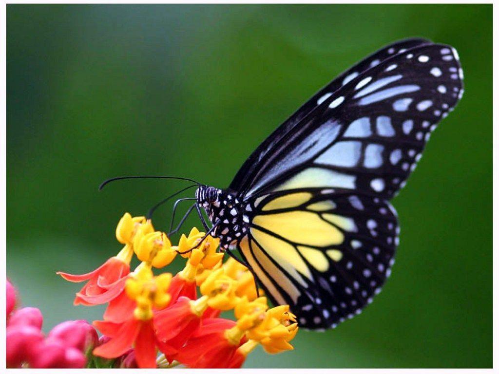 1024x768 Free Blue and yellow butterfly Wallpaper The Free Blue