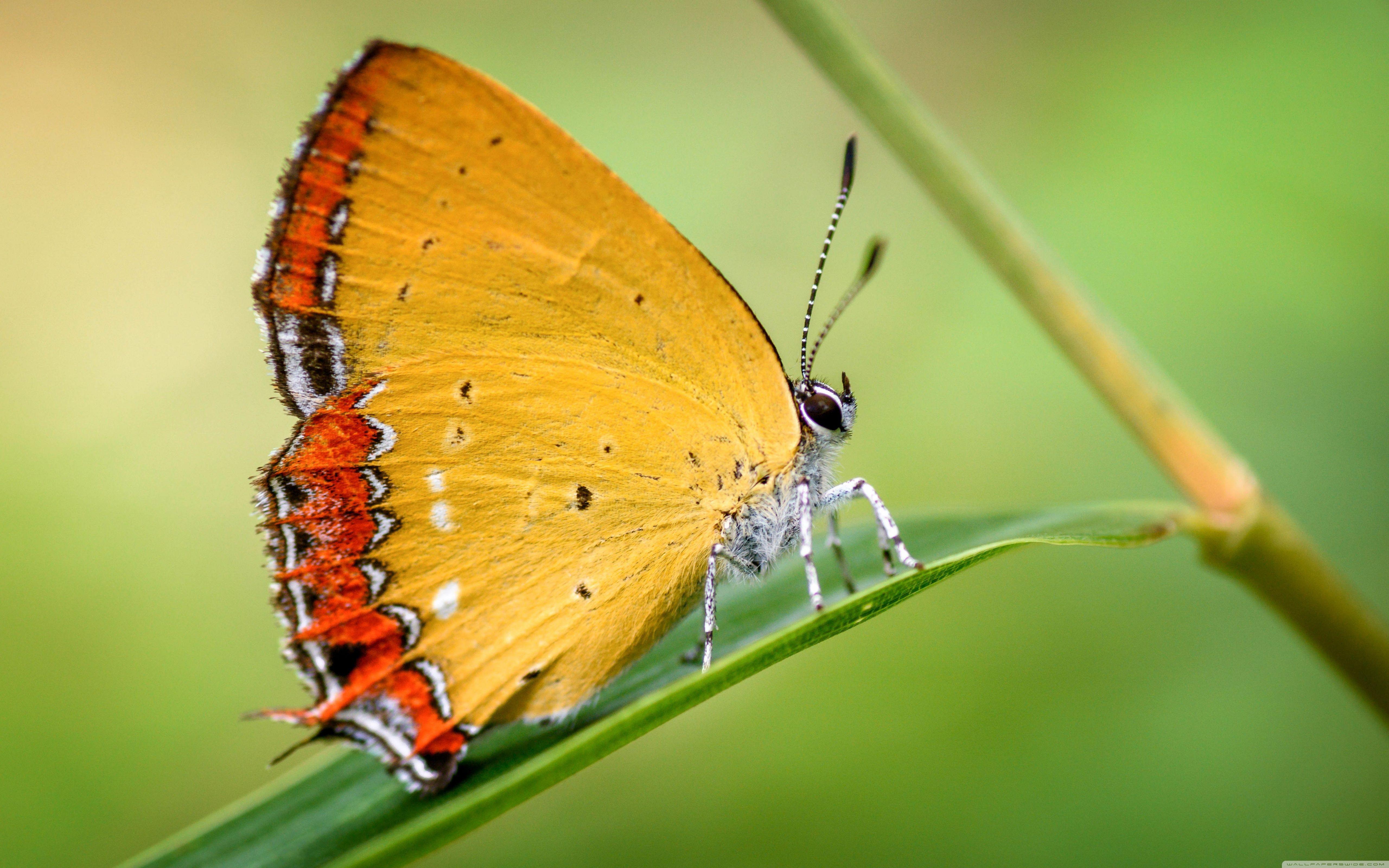 5120x3200 Yellow Butterfly Ultra HD Desktop Background Wallpaper for 4K UHD
