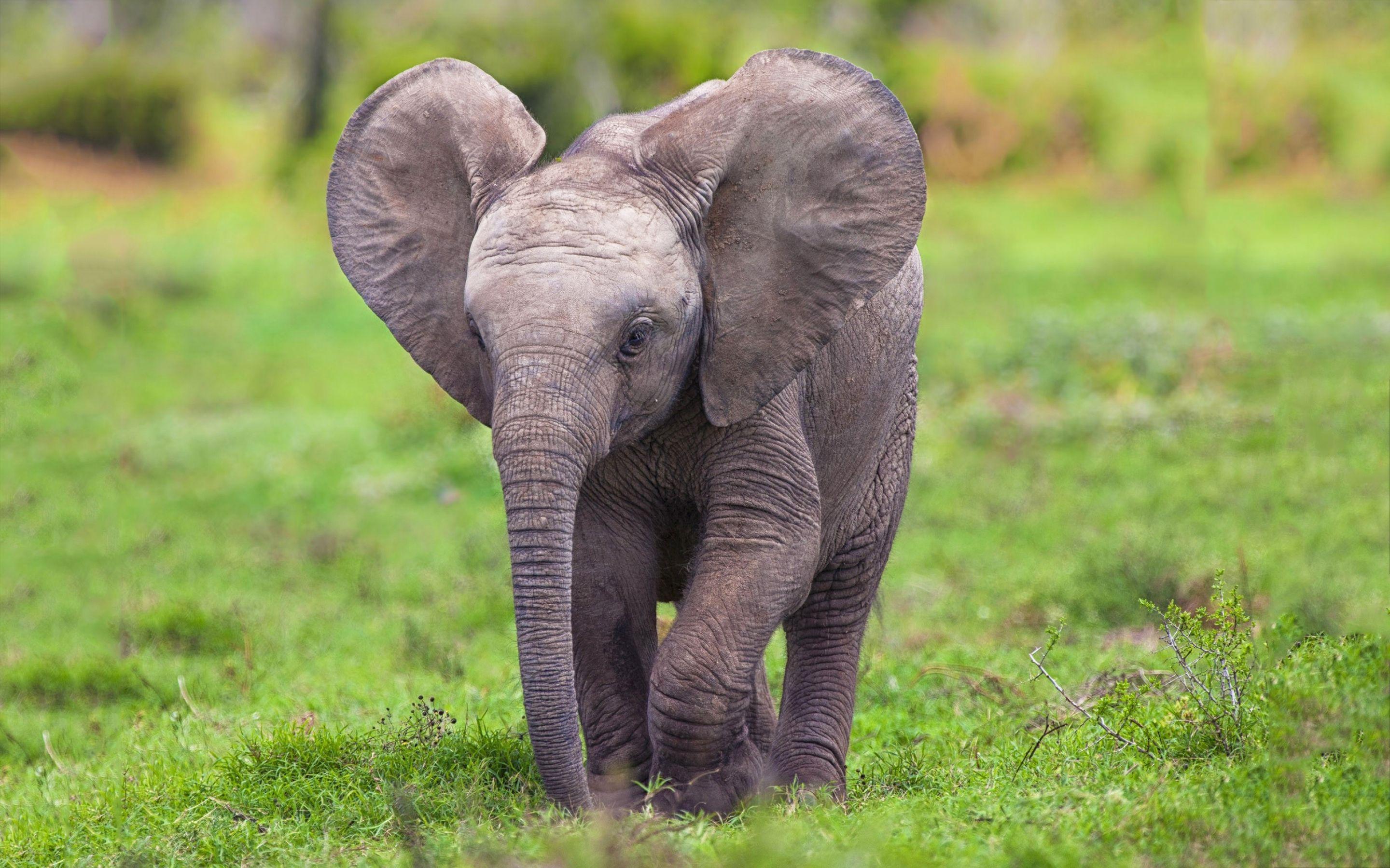 2880x1800 Free download elephants wallpaper desktop which is under