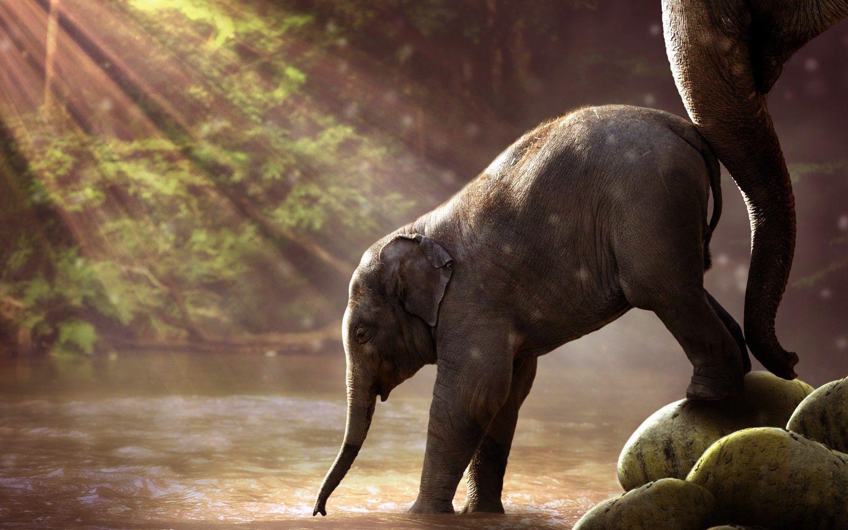 1680x1050 Wallpaper Baby elephant, Mammals, Elephants, Sunlight, River