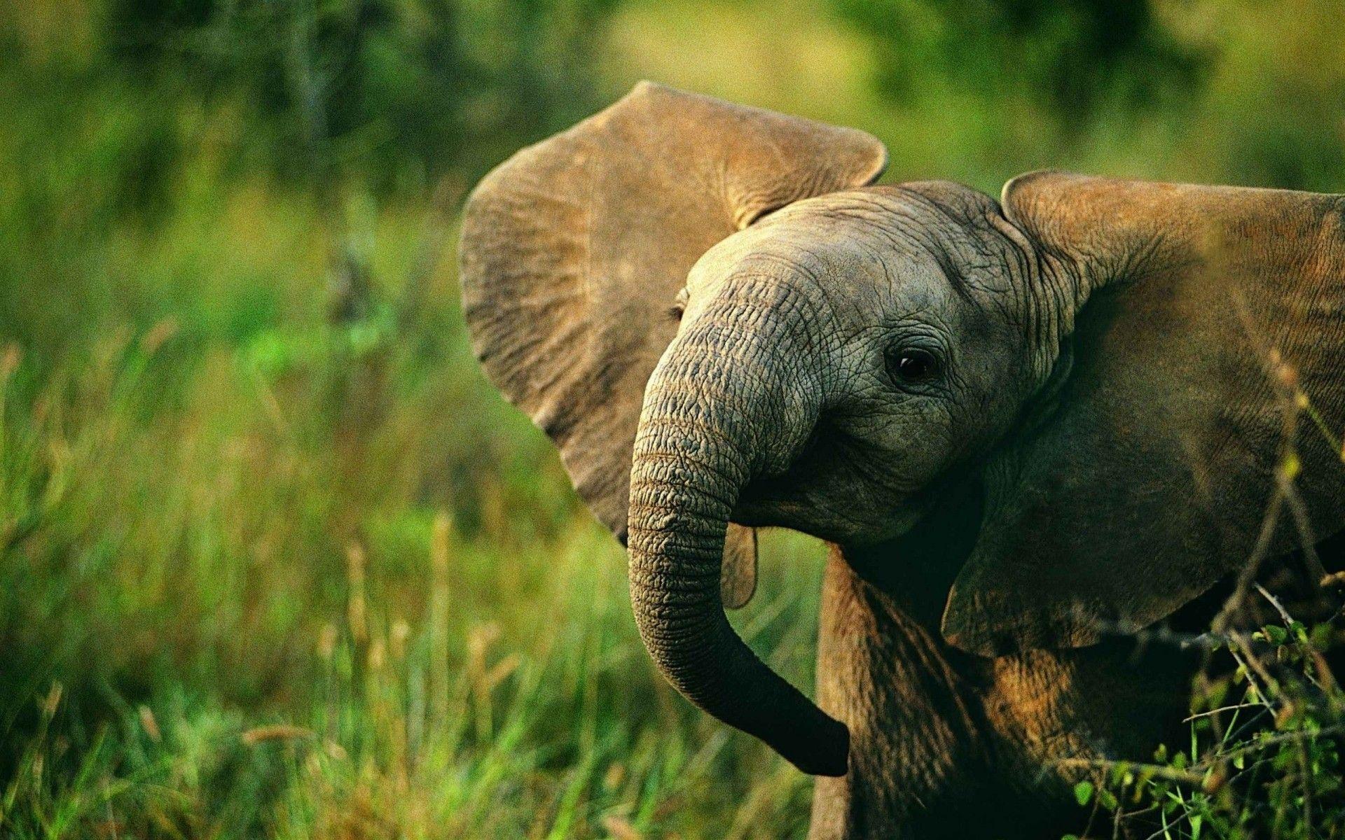 1920x1200 Elephant Desktop Background