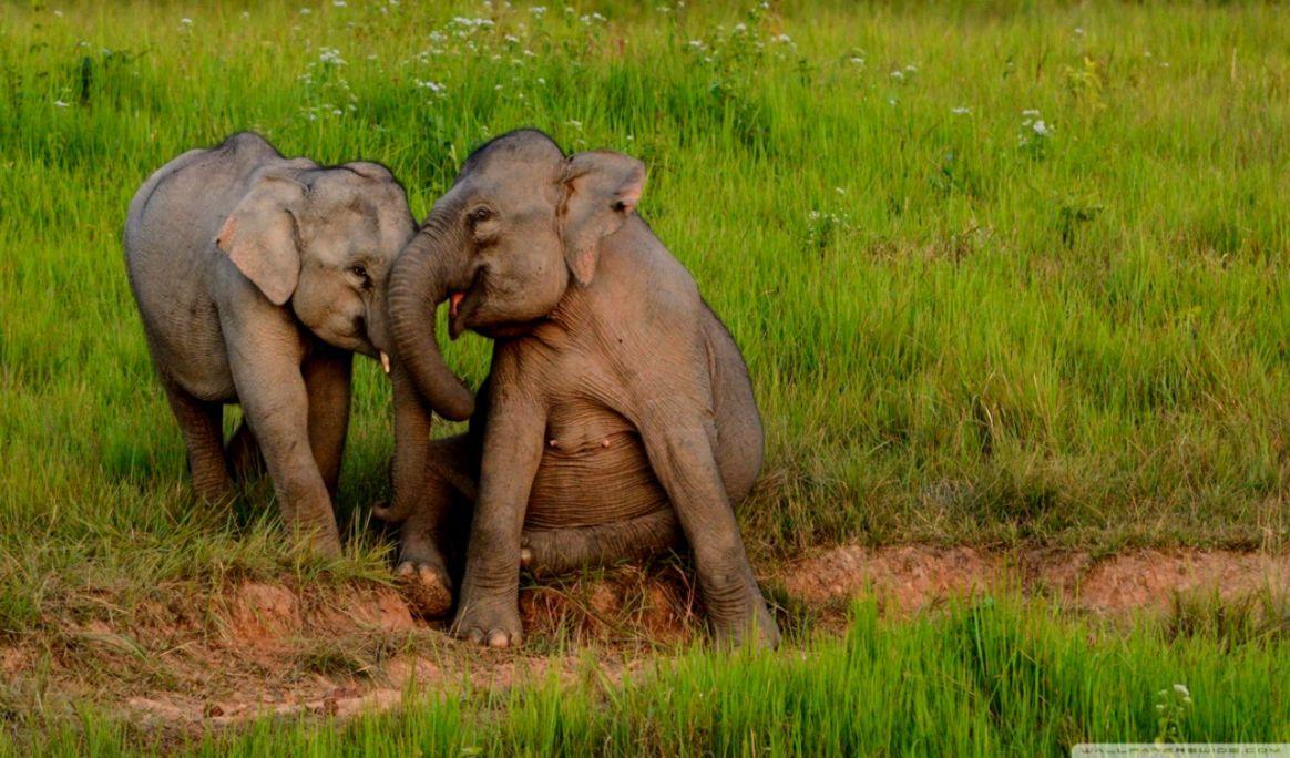 1164x684 Elephant Computer Wallpaper