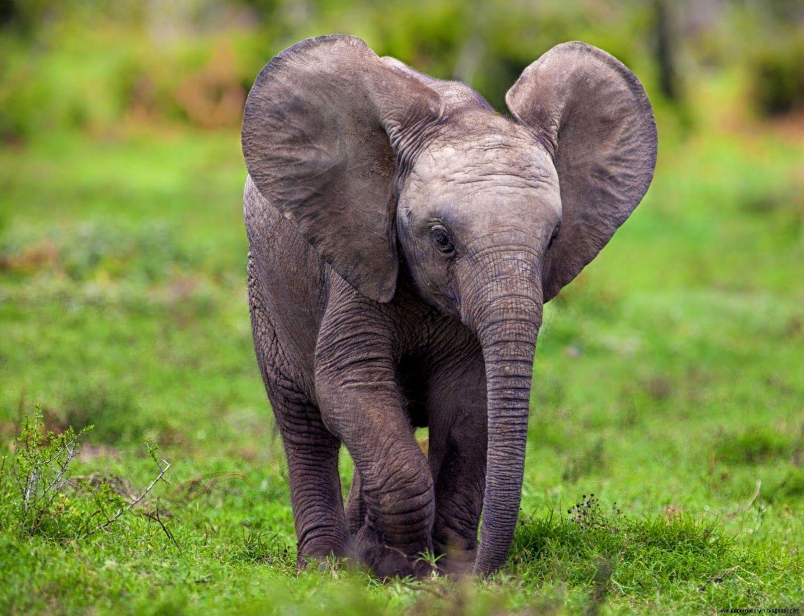 1600x1226 Black And White Photo Baby Elephant Wallpaper