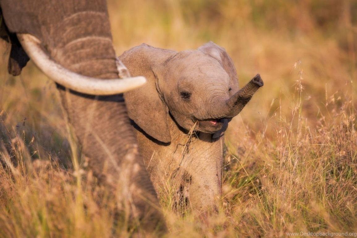 1155x770 Elephants: Baby Elephant Africa Wild Life Desktop Wallpaper