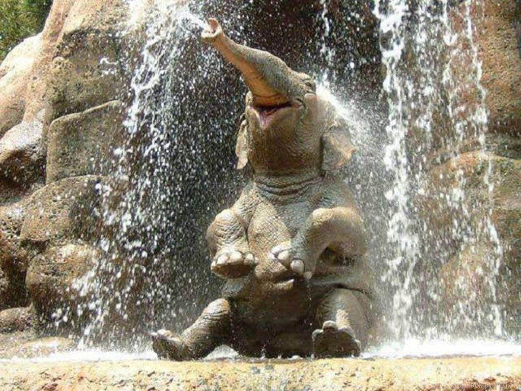 1024x768 Baby Elephant In Waterfall Wallpaper Desktop Background