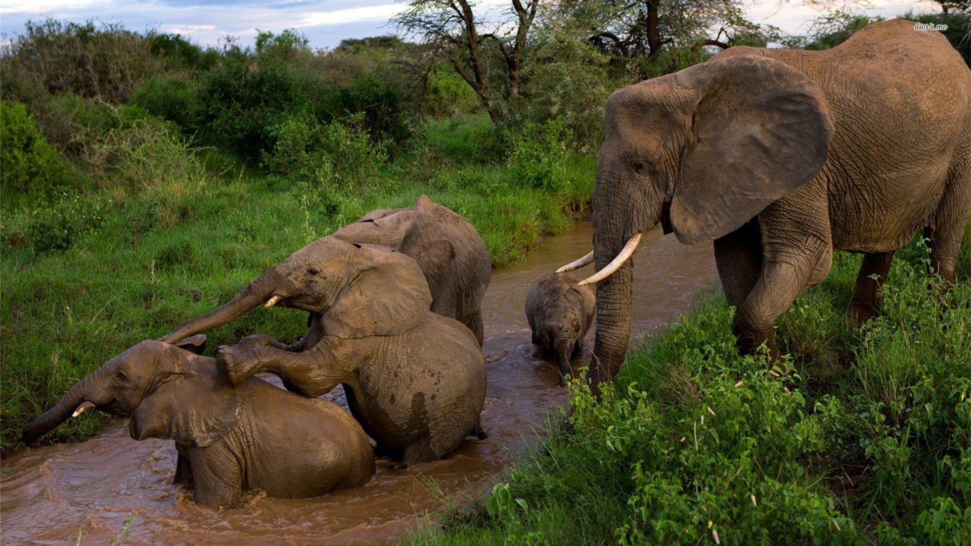1920x1080 Elephant HD Wallpaper