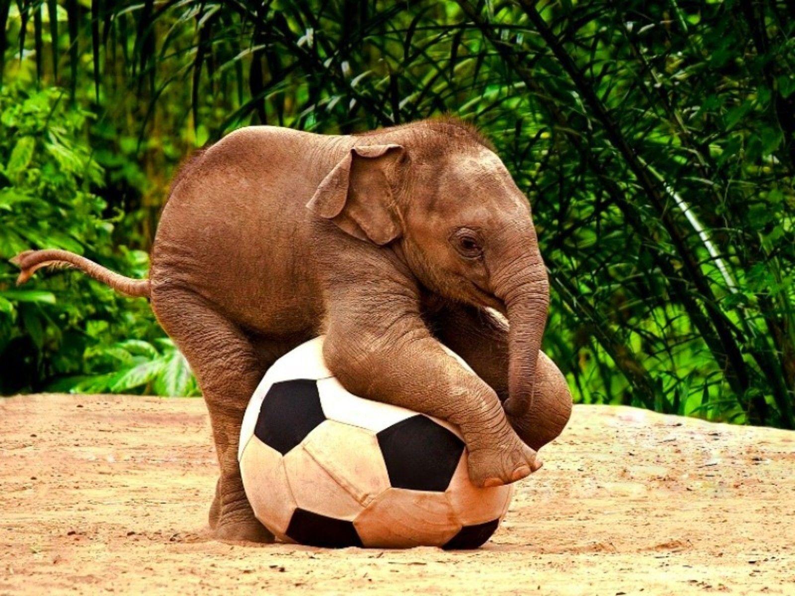 1600x1200 HD Baby Elephant Wallpaper