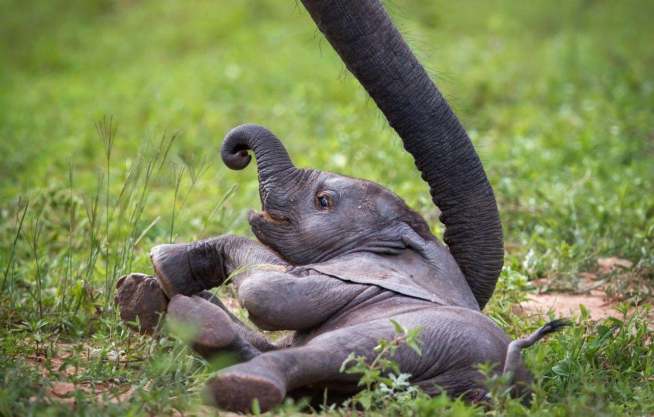 1332x850 Wallpaper elephant, Baby Elephant, elephant, Zambia, African