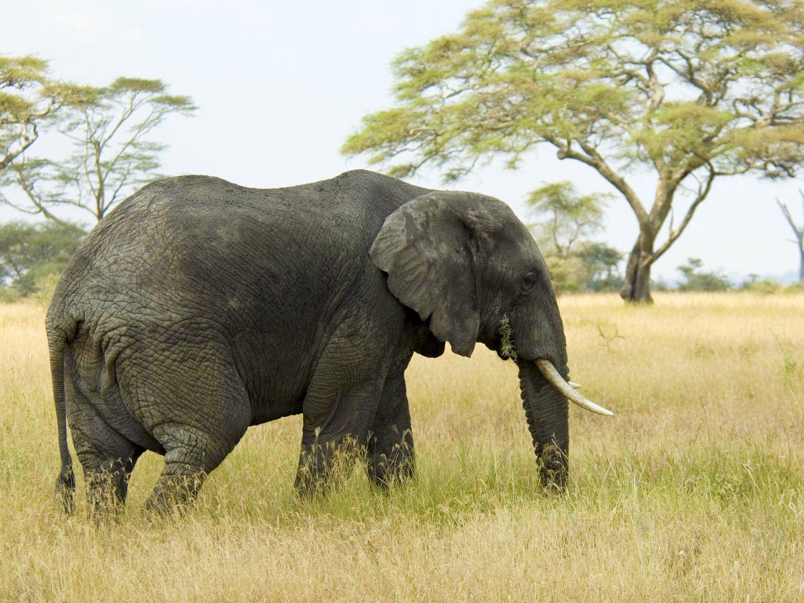 1600x1200 Mac OS X Elephant wallpaper. Mac OS X Elephant